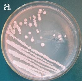 多酶體系枯草芽孢桿菌