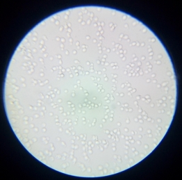 濃縮液體產(chǎn)酒產(chǎn)香酵母菌