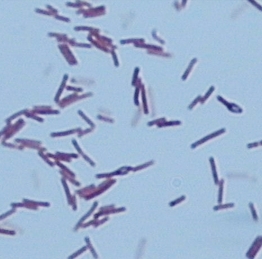 產(chǎn)四甲基吡嗪地衣芽孢桿菌