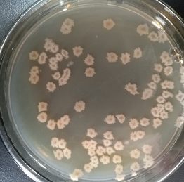 產(chǎn)四甲基吡嗪地衣芽孢桿菌