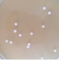 活性菌劑 活性菌劑