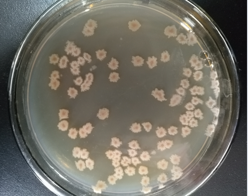 酒曲微生物廠家 酒曲微生物廠家