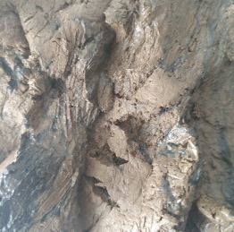 窖泥功能菌 窖泥功能菌